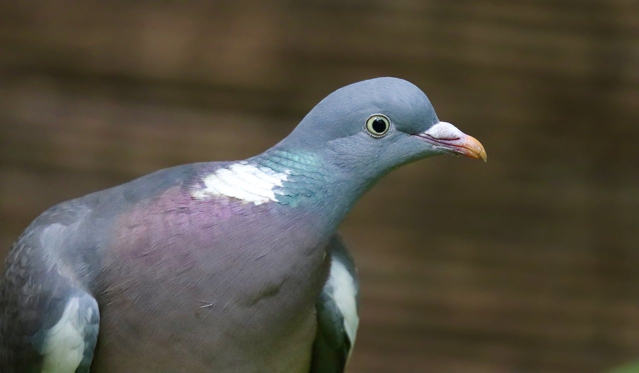 ringeltaube, columba palumbus, vogel-8756352.jpg